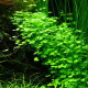 Hydrocotyle cf. tripartita