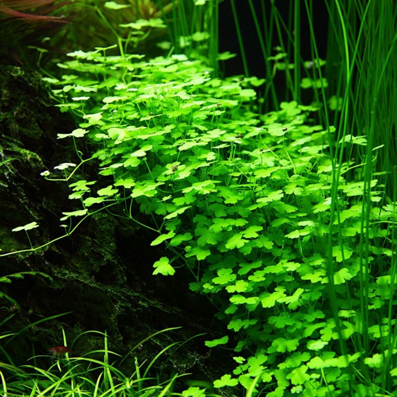 Hydrocotyle cf. tripartita
