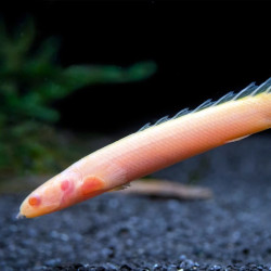 Polypterus senalus, Bichir Senegal Albino Polypterus senalus, Bichir Senegal Albino