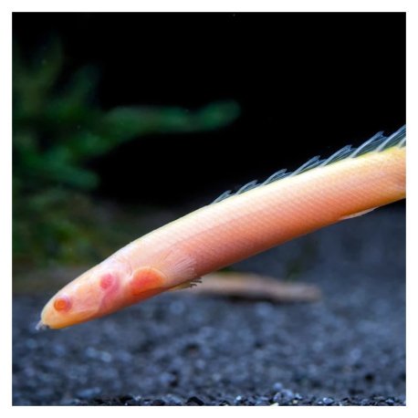 Polypterus senalus, Bichir Senegal Albino