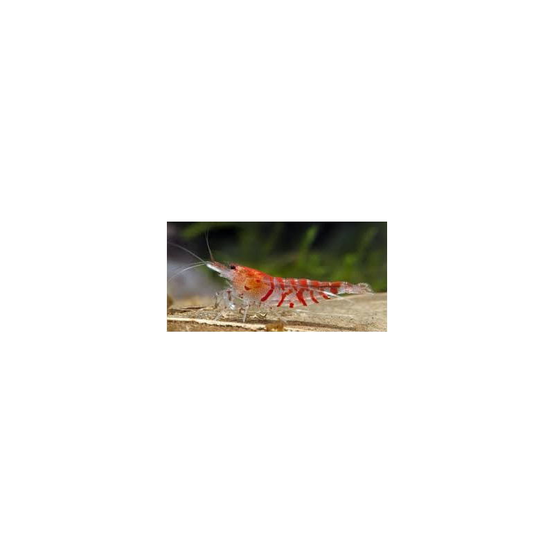 Red Tiger Shrimp - Caridina mariae 'Red' Red Tiger Shrimp - Caridina mariae 'Red'