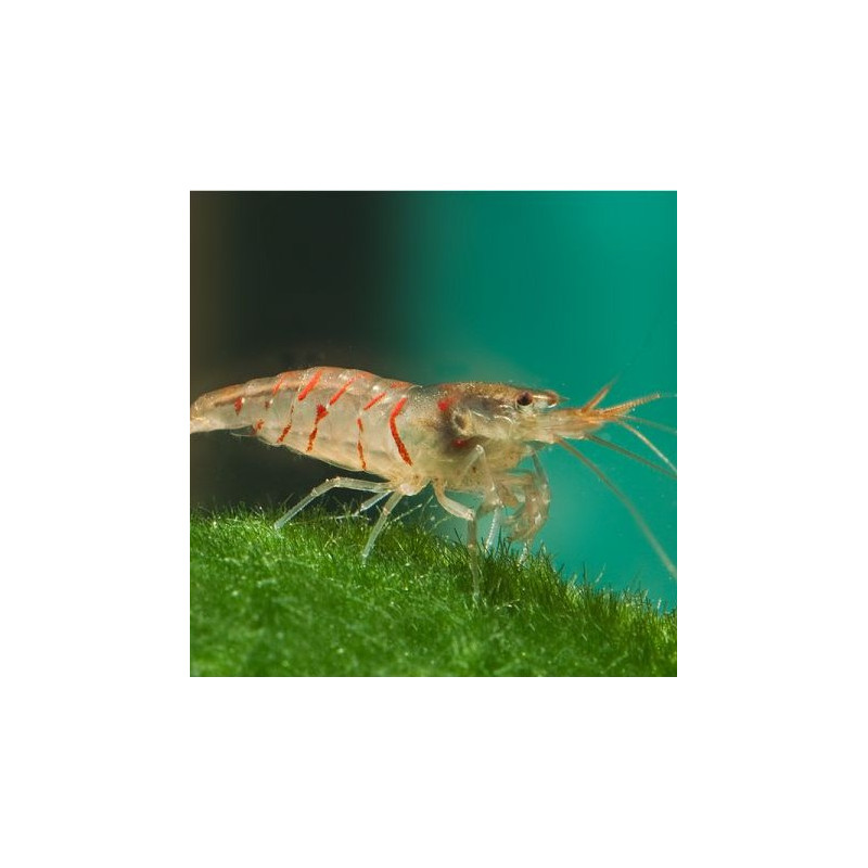 Red Tiger Shrimp - Caridina mariae 'Red'