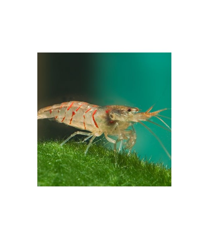 Red Tiger Shrimp - Caridina mariae 'Red'