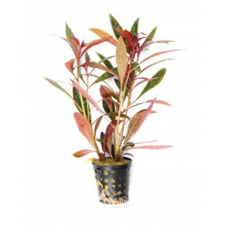 Ludwigia glandulosa
 Produtor-Tropica