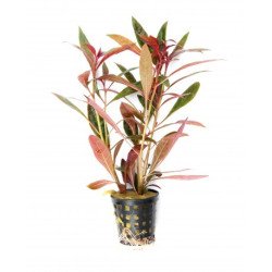 Ludwigia glandulosa
 Productor-Tropica