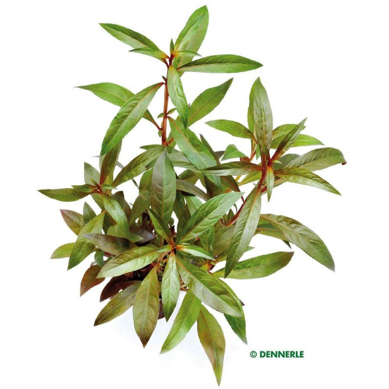 Ludwigia glandulosa