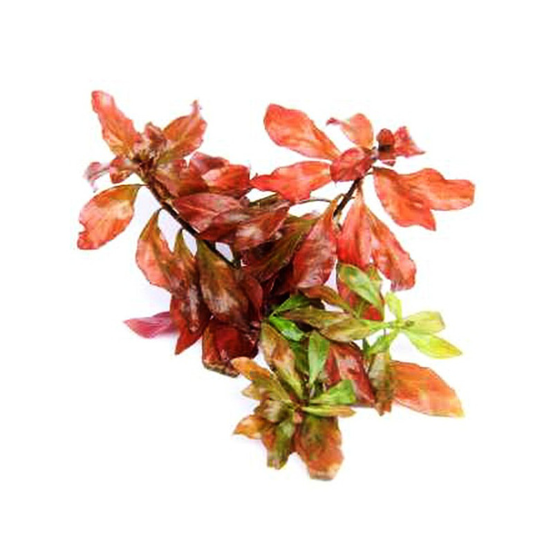 Ludwigia spec. 'Dark Orange' Dennerle