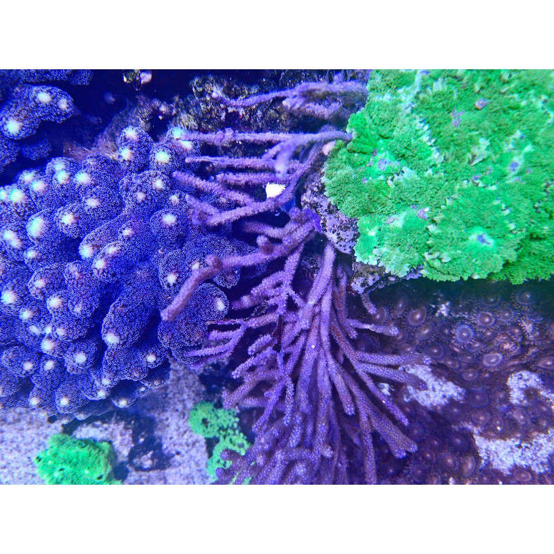 TOPVIEW 200 MM CORAL VIEWER - AquaMedic