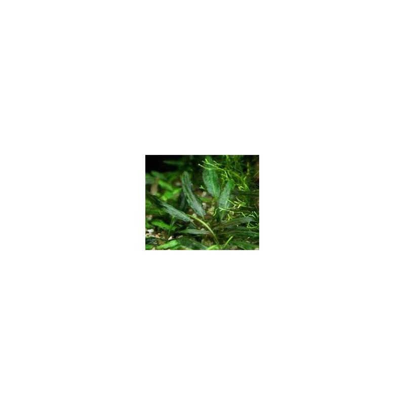Cryptocoryne moehlmannii