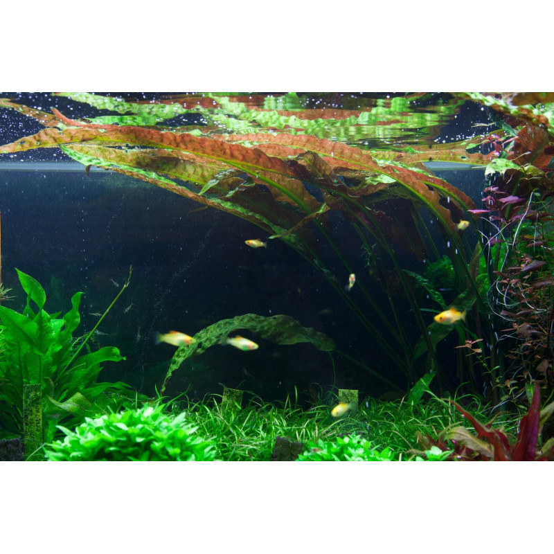 Cryptocoryne usteriana