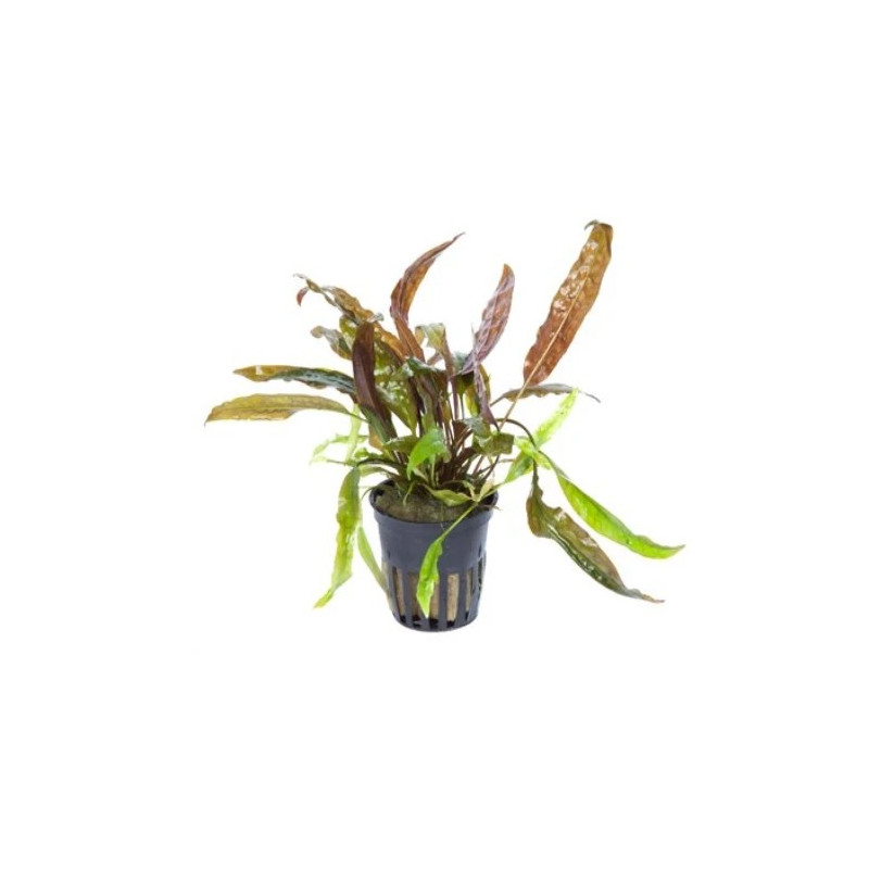 Cryptocoryne moehlmannii