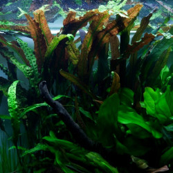 Cryptocoryne usteriana Cryptocoryne usteriana