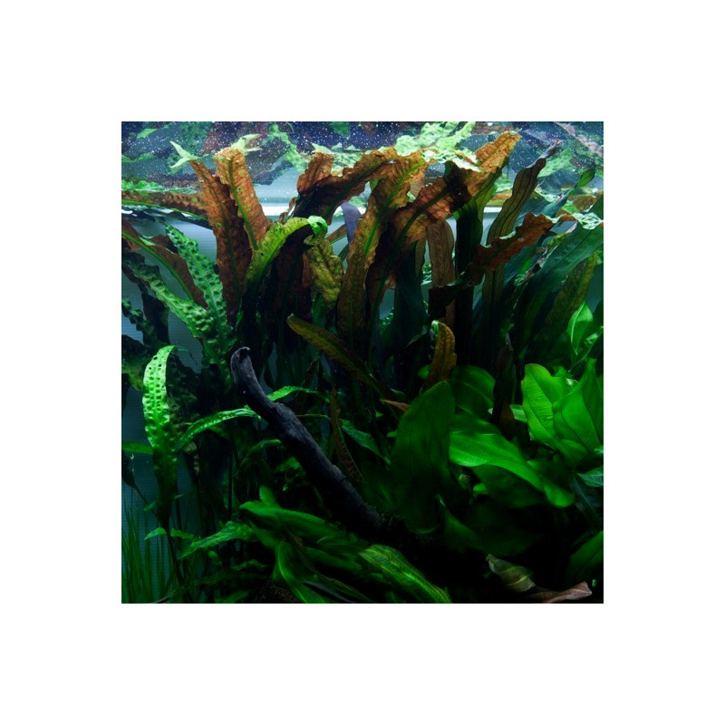 Cryptocoryne usteriana