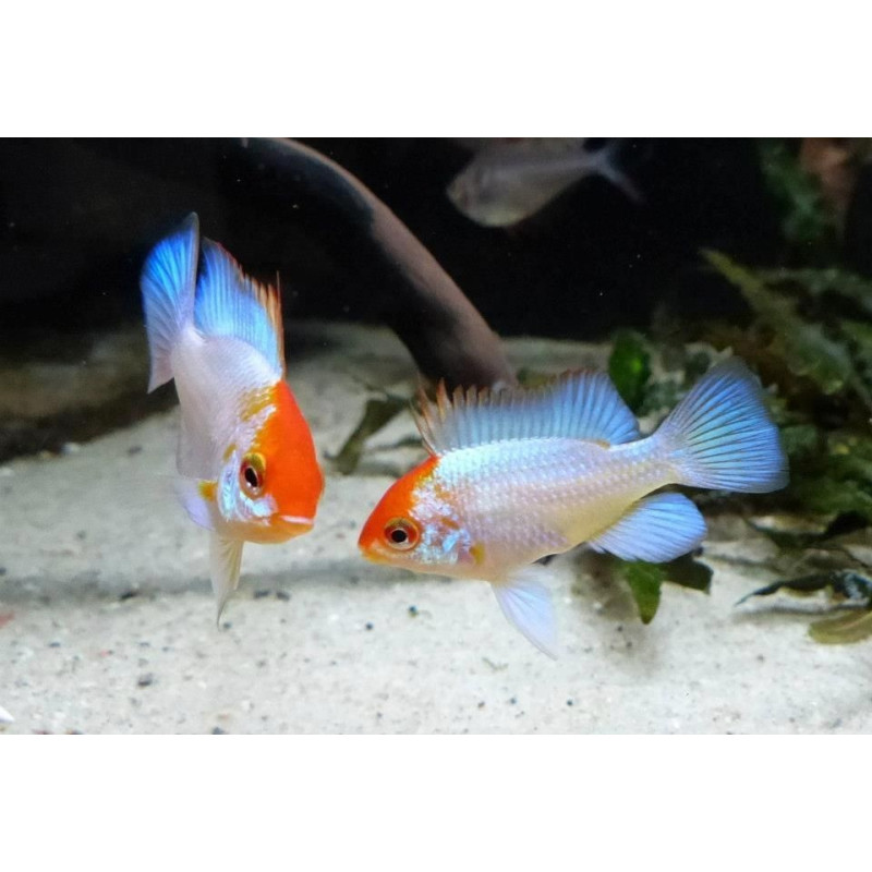 Black Ramirezi (Mikrogeophagus ramirezi)