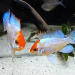 Electric Golden Head Ram - Mikrogeophagus ramirezi M Electric Golden Head Ram - Mikrogeophagus ramirezi M