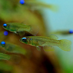 Lampeye Killifish - Poropanchax normani Lampeye Killifish - Poropanchax normani