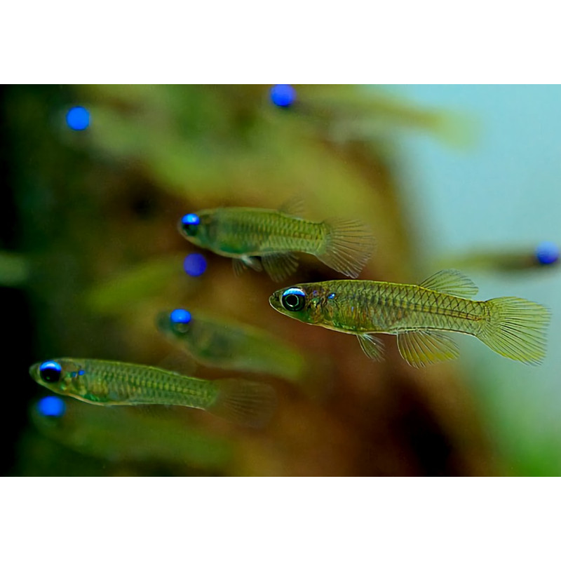 Lampeye Killifish - Poropanchax normani