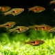 Rasbora Espei - Trigonostigma espei