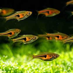 Rasbora Espei - Trigonostigma espei Rasbora Espei - Trigonostigma espei