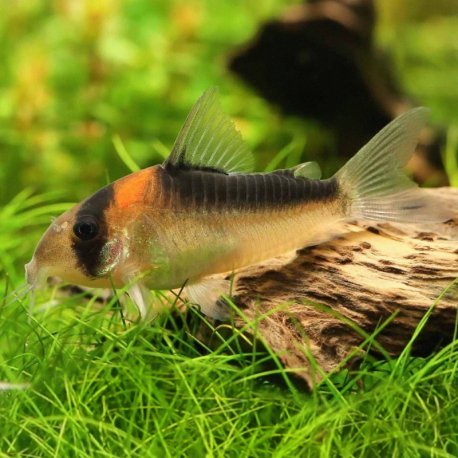 Corydoras adolfoi