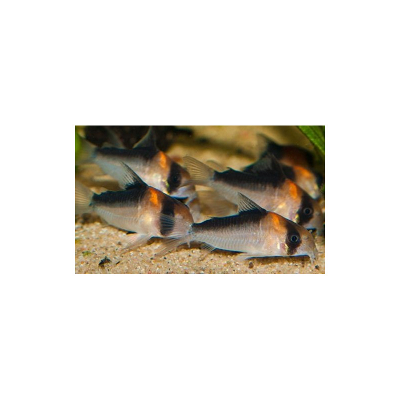 Corydoras adolfoi