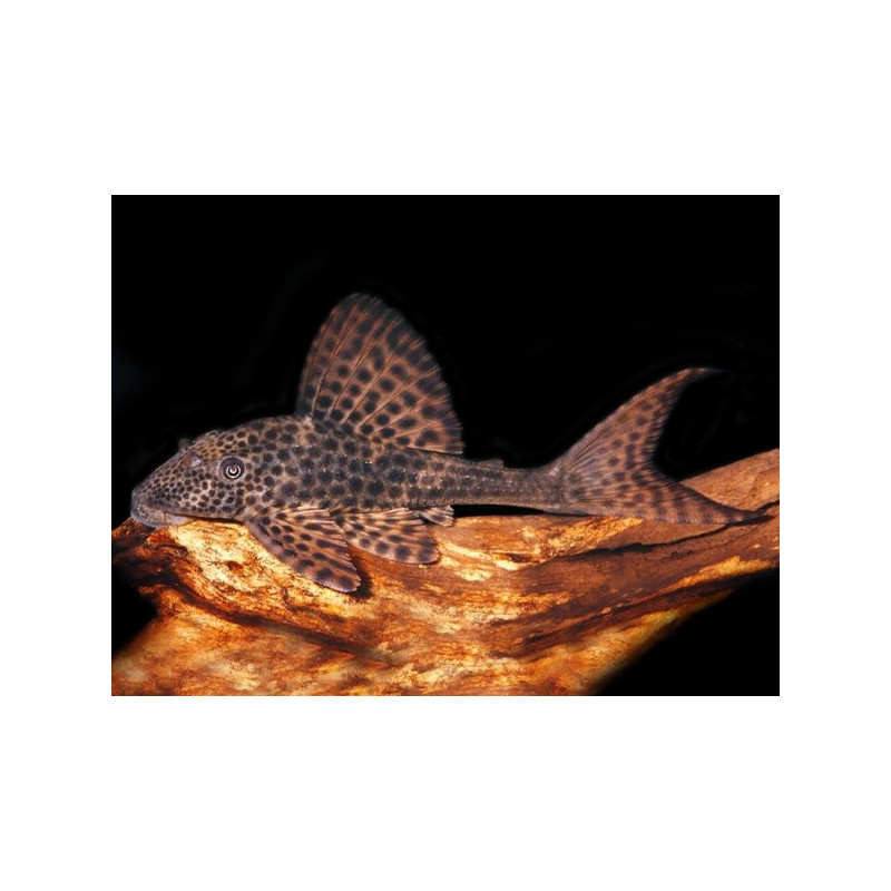 Hypostomus plecostomus Hypostomus plecostomus