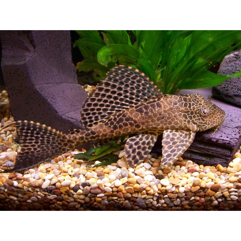 Hypostomus plecostomus