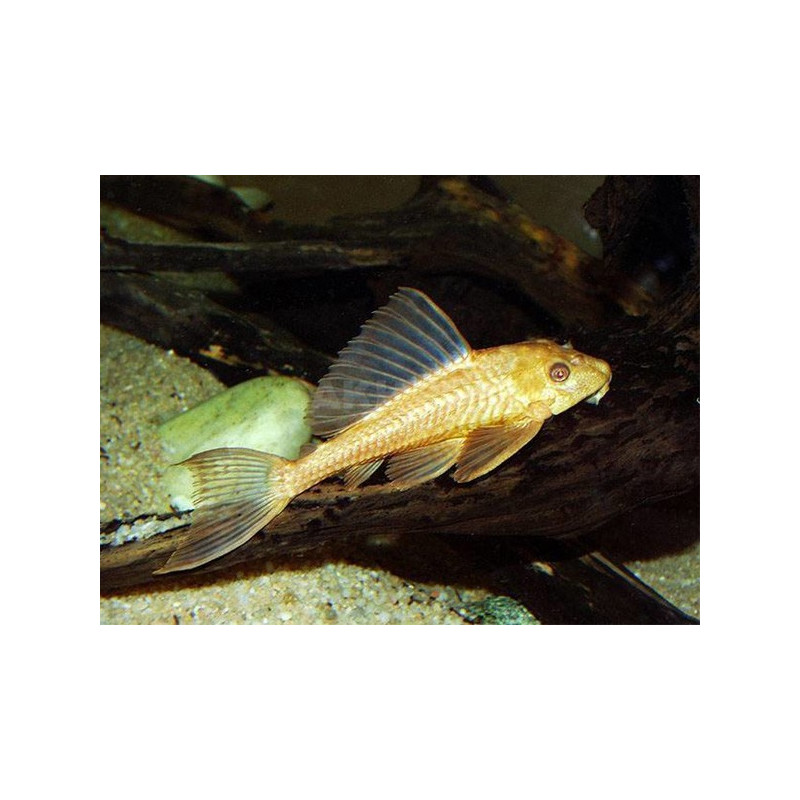 Hypostomus plecostomus