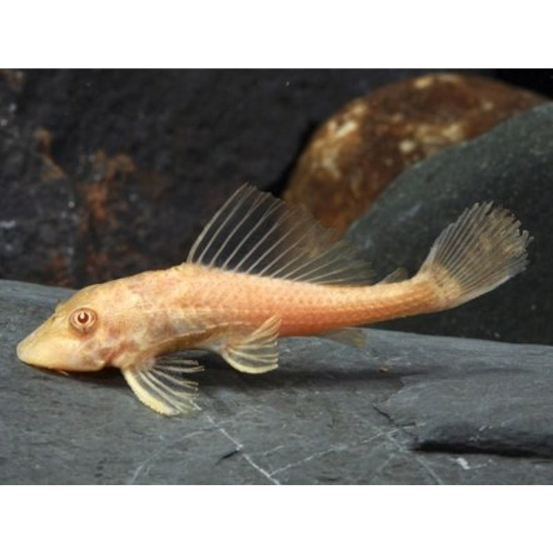 Hypostomus plecostomus