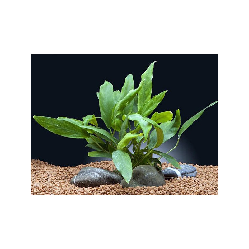 Anubias minima AquaOrinoco