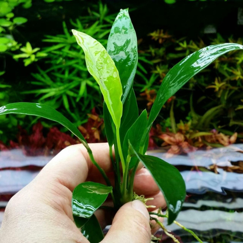 Anubias Congensis Anubias Congensis