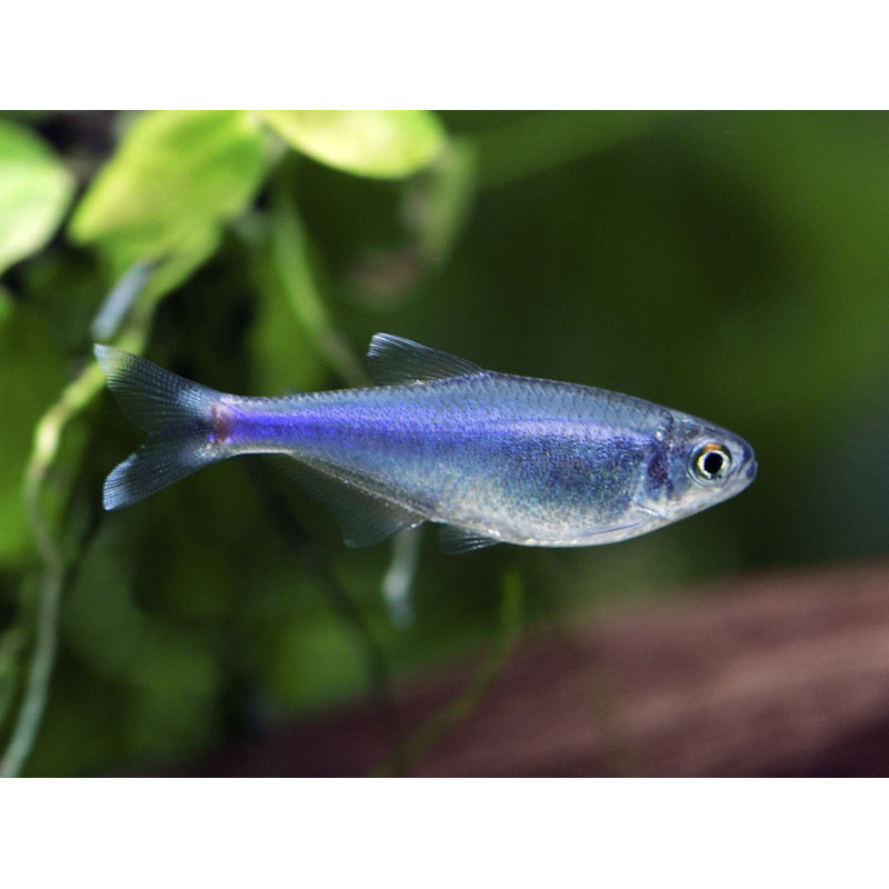 Tetra Azul - Boehlkea fredcochui