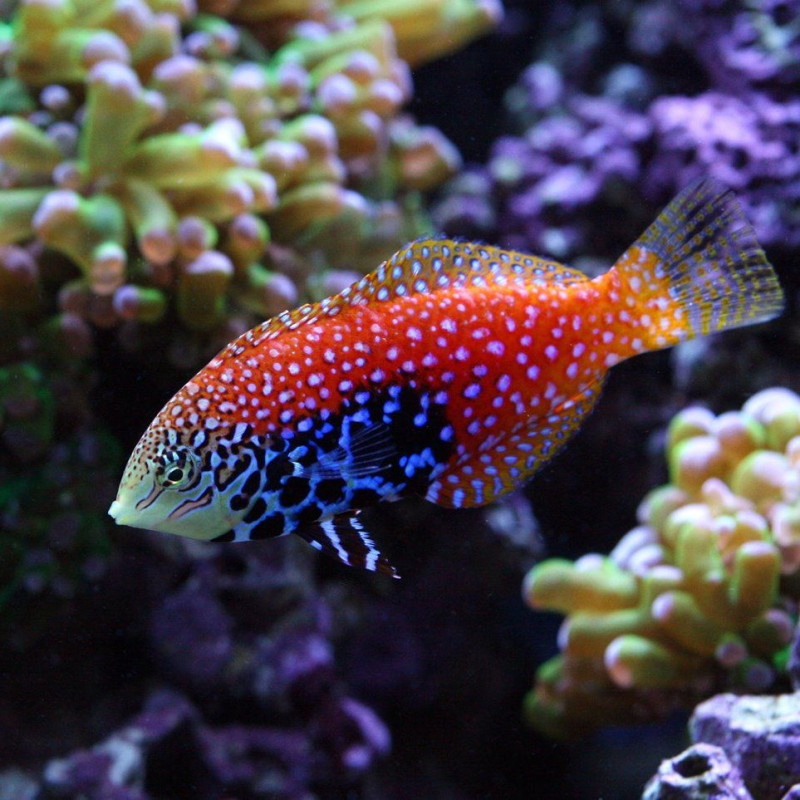 Macropharyngodon bipartitus - Blue Star Leopard Wrasse