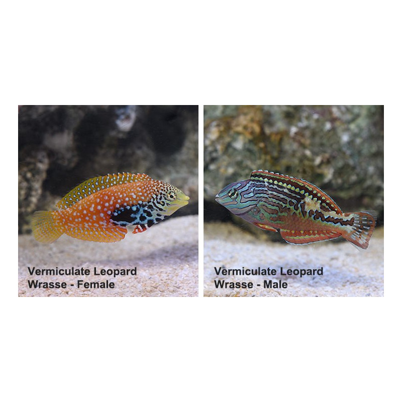 Macropharyngodon bipartitus - Blue Star Leopard Wrasse