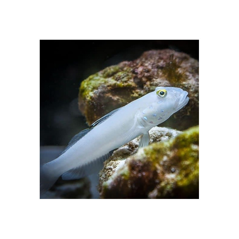 Valenciennea sexgutatta M