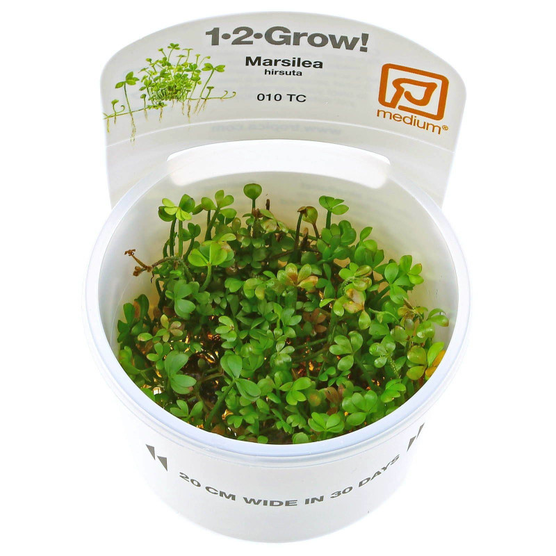 Marsilea hirsuta in Vitro Marsilea hirsuta in Vitro