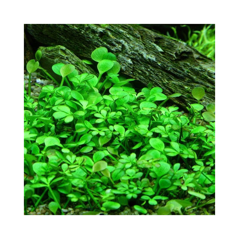 Marsilea hirsuta in Vitro