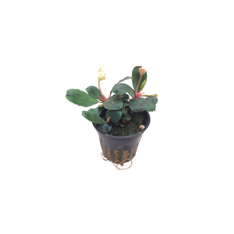 Bucephalandra sp. 'Red' - Tropica