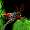 Espada Koi Sanke - Xiphophorus helleri
