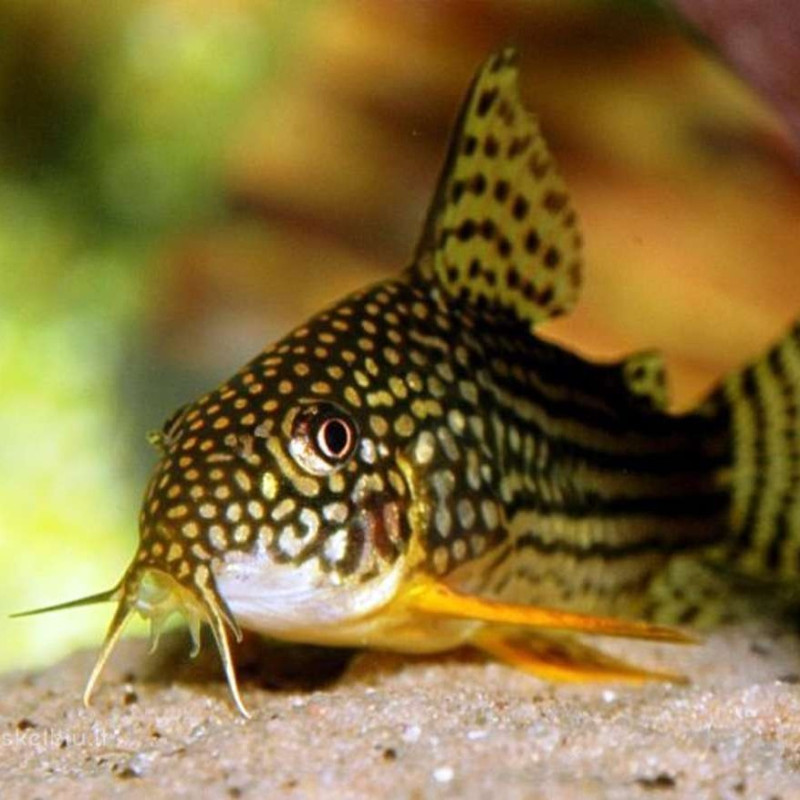 Corydoras sterbai