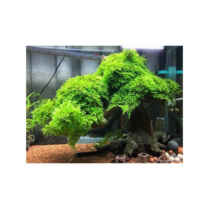 Vesicularia Montagnei - Christmas Moss - blister 8x6cm