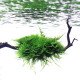 Vesicularia Montagnei - Christmas Moss - blister 8x6cm