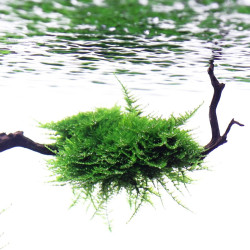 Vesicularia Montagnei - Christmas Moss - blister 8x6cm Vesicularia Montagnei - Christmas Moss - blister 8x6cm