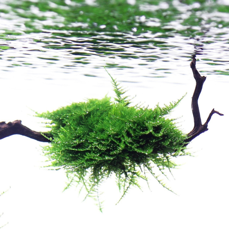 Vesicularia Montagnei - Christmas Moss - blister 8x6cm