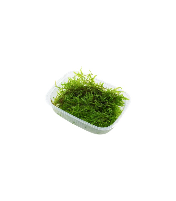 Vesicularia Montagnei - Christmas Moss - blister 8x6cm