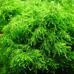 Vesicularia ferriei 'Weeping Moss' - blister 8x6cm Vesicularia ferriei 'Weeping Moss' - blister 8x6cm