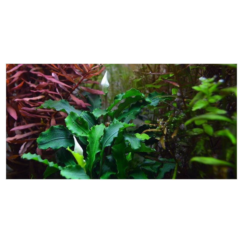 Bucephalandra pygmaea 'Bukit Kelam' Bucephalandra pygmaea 'Bukit Kelam'