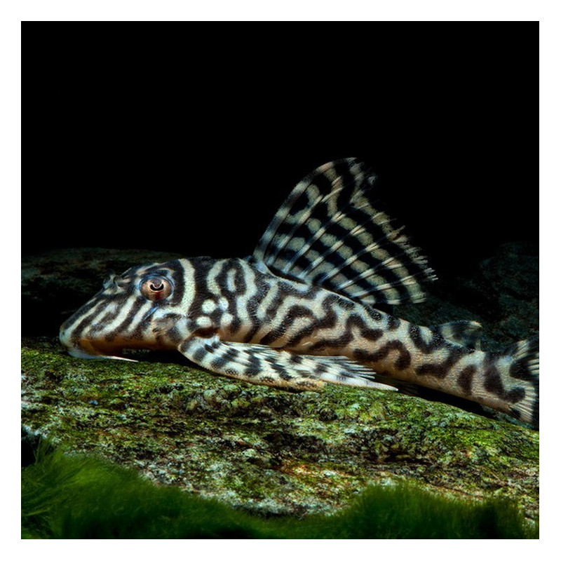 Hypancistrus sp. L066