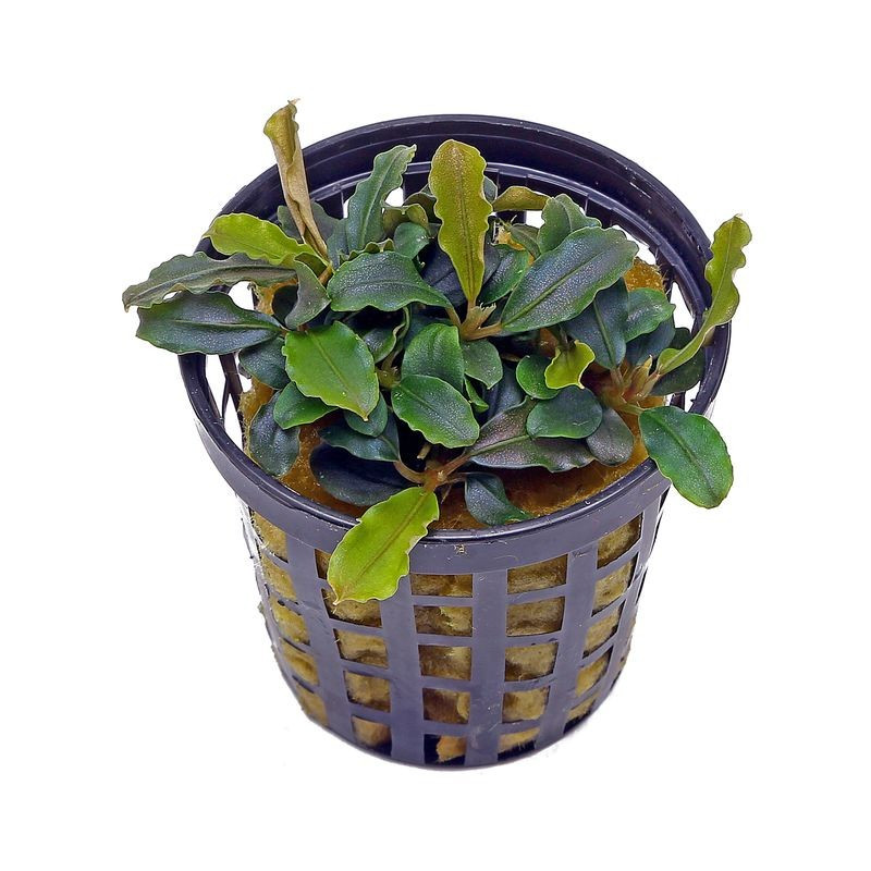 Bucephalandra sp. Lamandau Purple