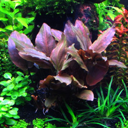 Lagenandra meeboldii 'Red' Lagenandra meeboldii 'Red'